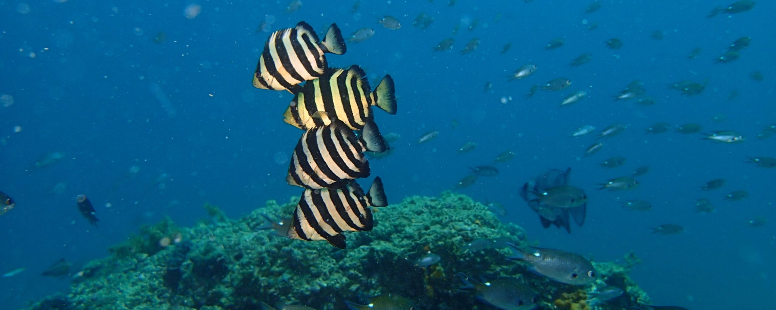 #slidecaption2 魚たちが戯れる世界